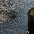 DSC_7347.jpg